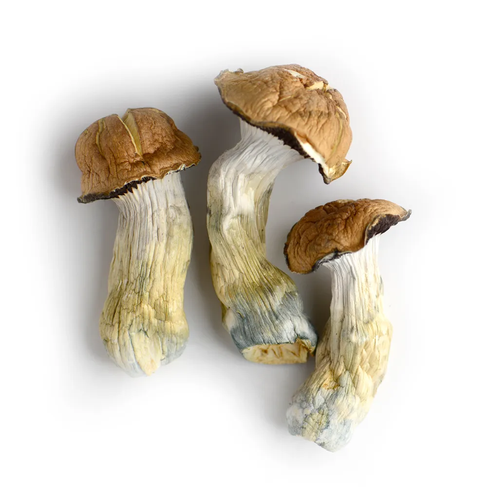 TIDAL WAVE Magic Mushrooms | strongest psilocybe mushrooms​